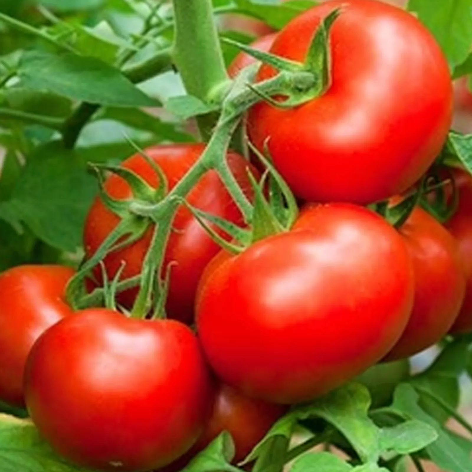 Prosperity - Heirloom Tomato Seeding Image