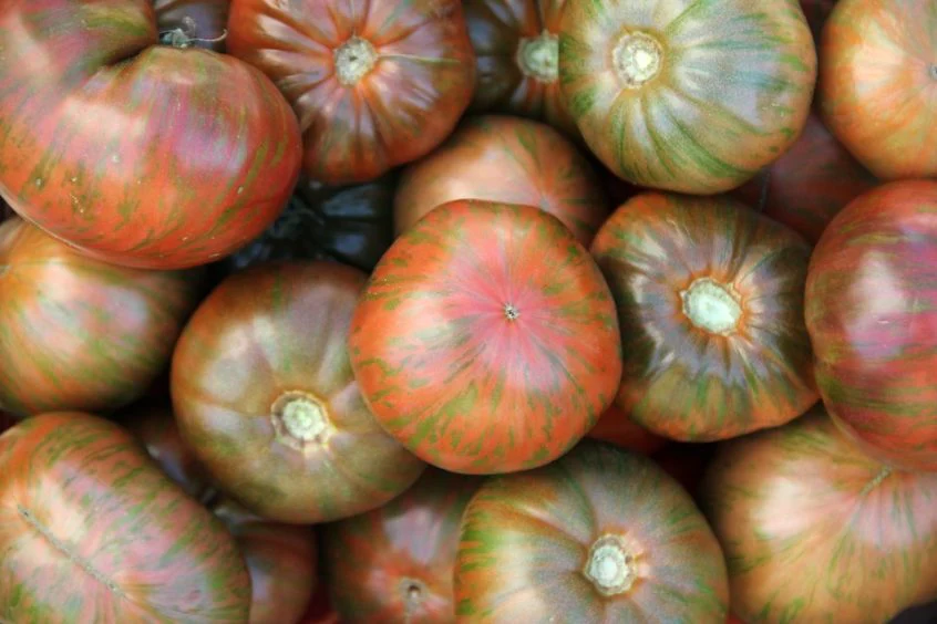 Chocolate Stripe - Heirloom Tomato Seeding Image
