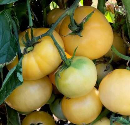 White Beauty - Heirloom Tomato Seeding Image