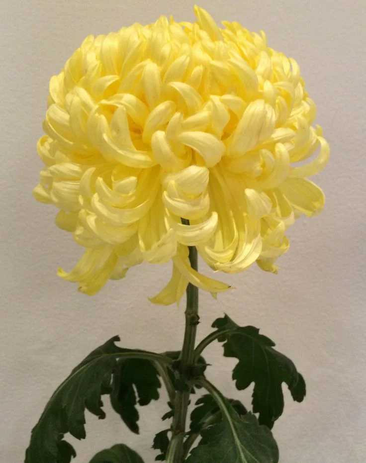 King's Pleasure - Yellow - Chrysanthemum Seedling Image