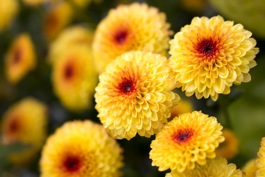 Lollipop - Yellow - Chrysanthemum Seedling Image