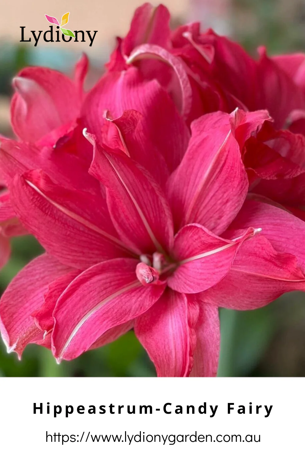 Mixed - Hippeastrum - Amaryllis Bulb Image