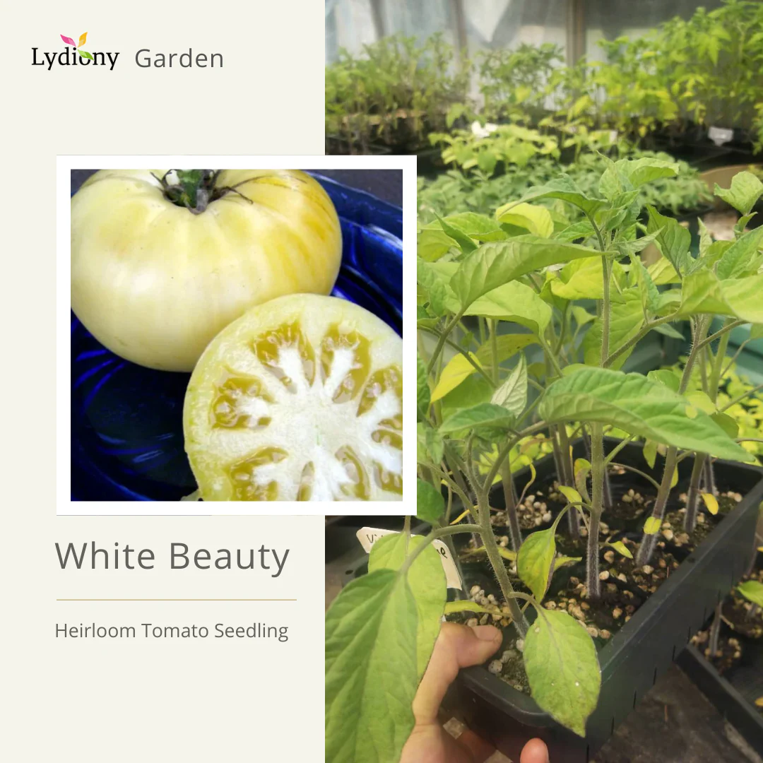 White Beauty - Heirloom Tomato Seeding