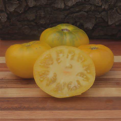 Azoychka - Heirloom Tomato Seeding Image