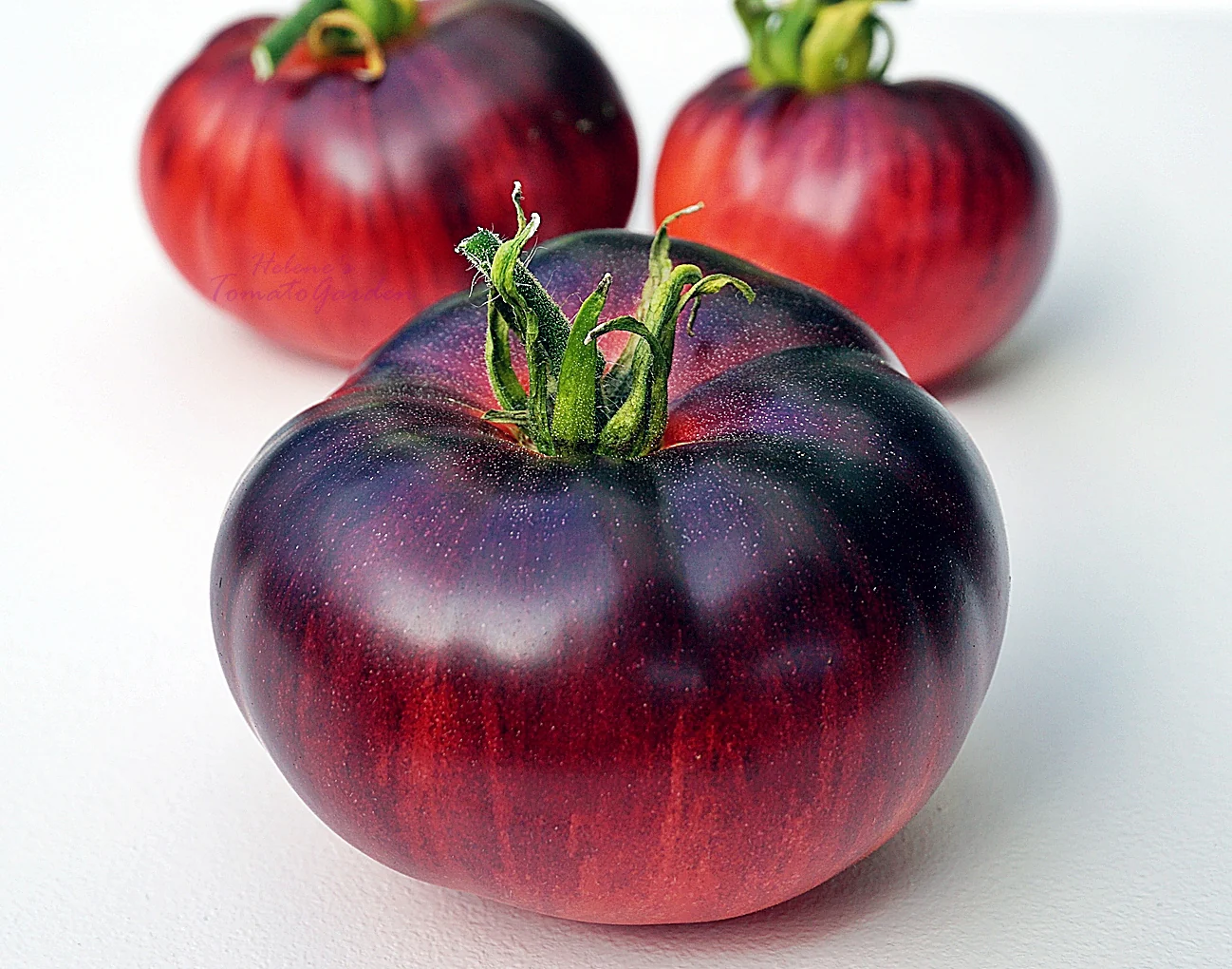 Blue Beauty - Heirloom Tomato Seeding Image