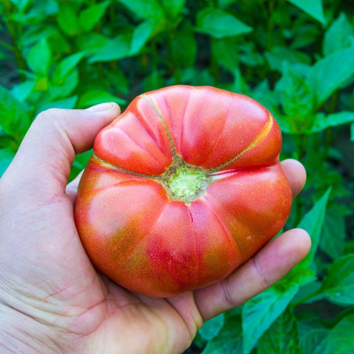 German Johnson - Heirloom Tomato Seeding Image