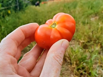 Santorini - Heirloom Tomato Seeding Image