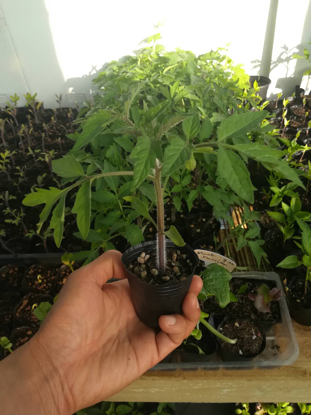 Black Russian - Heirloom Tomato Seedling Image