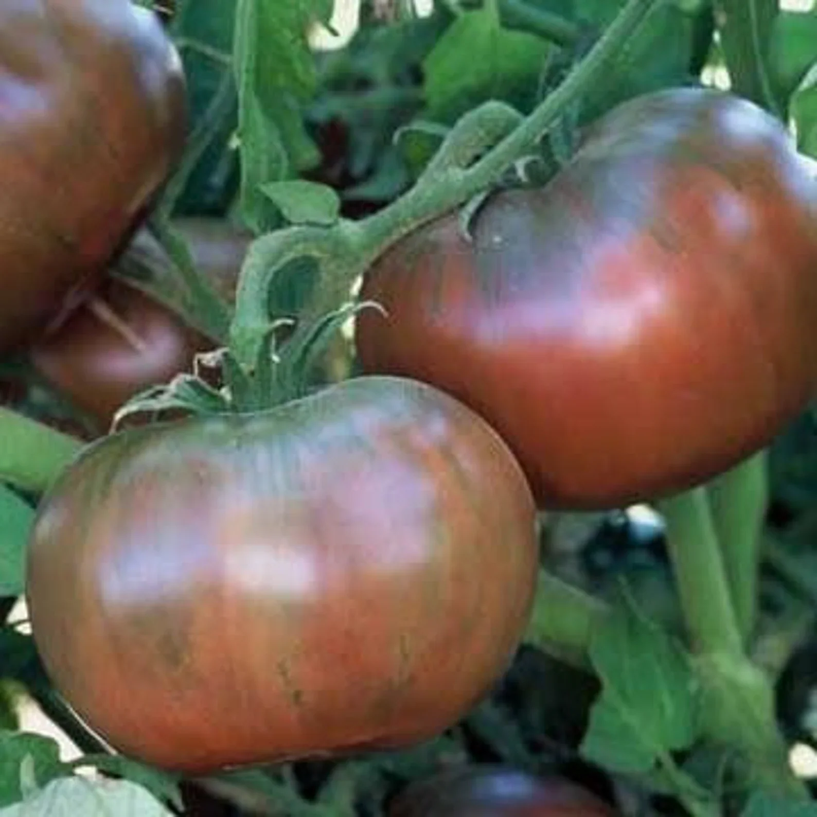 Cherokee Purple - Heirloom Tomato Seeding Image