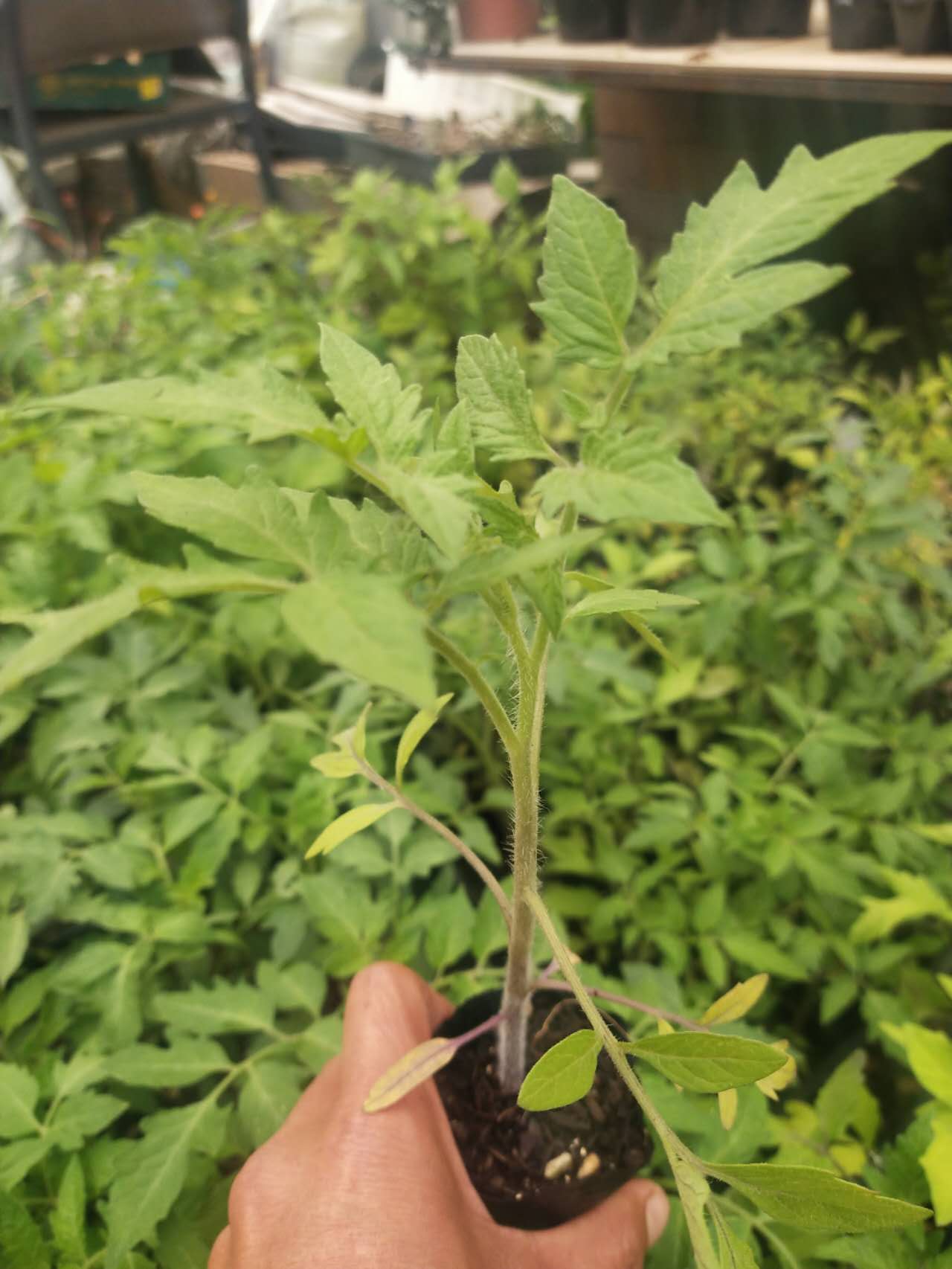 Ox Heart Large - Heirloom Tomato Seeding Image