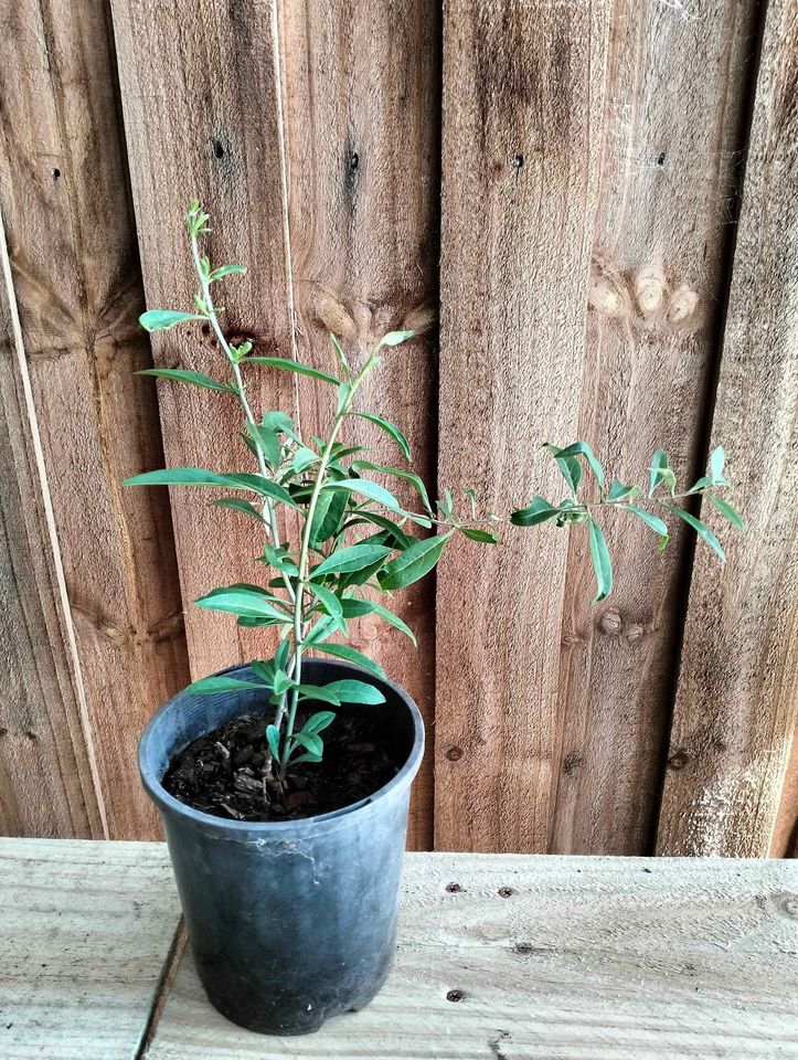 Goji Berry Plant Image