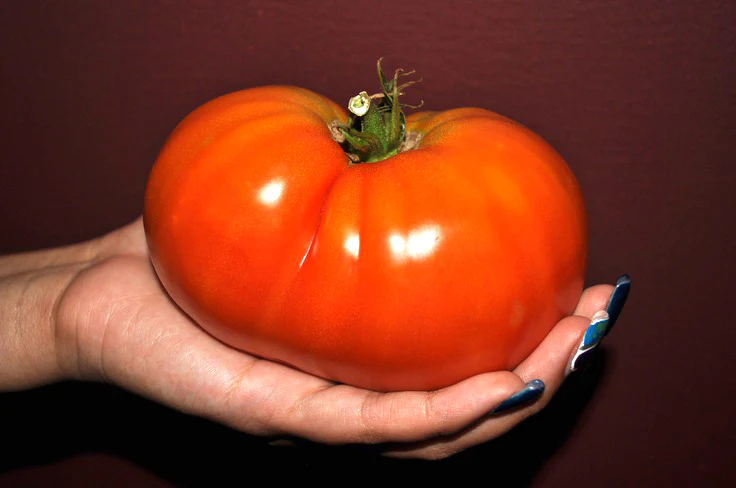 Big Boy - Heirloom Tomato Seeding Image