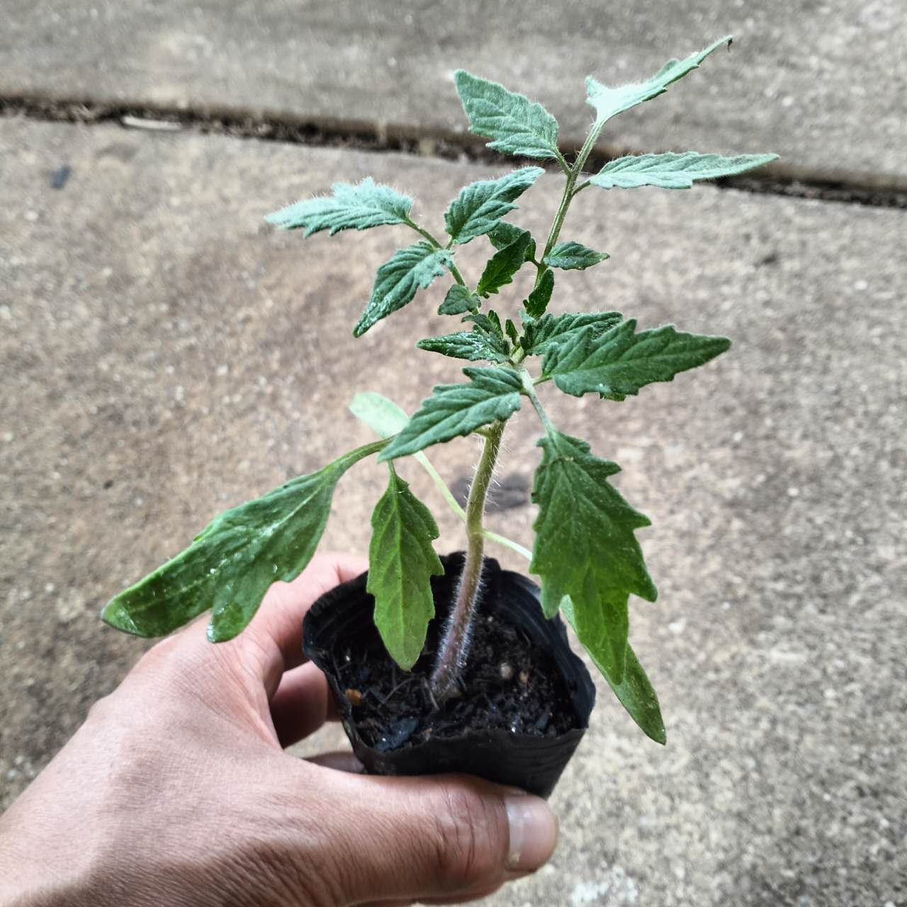 German Johnson - Heirloom Tomato Seeding Image