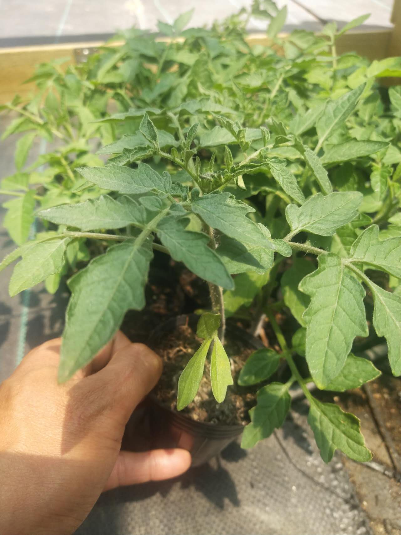 Beefsteak - Heirloom Tomato Seeding Image
