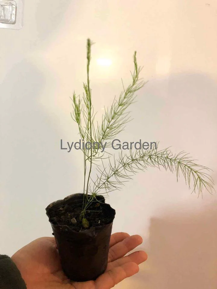 Mary Washington Asparagus Seedlings Image