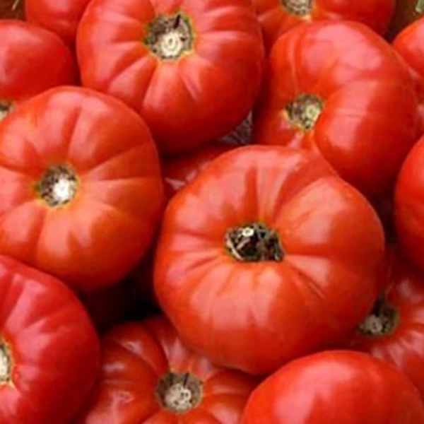 Burnley Bounty - Heirloom Tomato Seeding