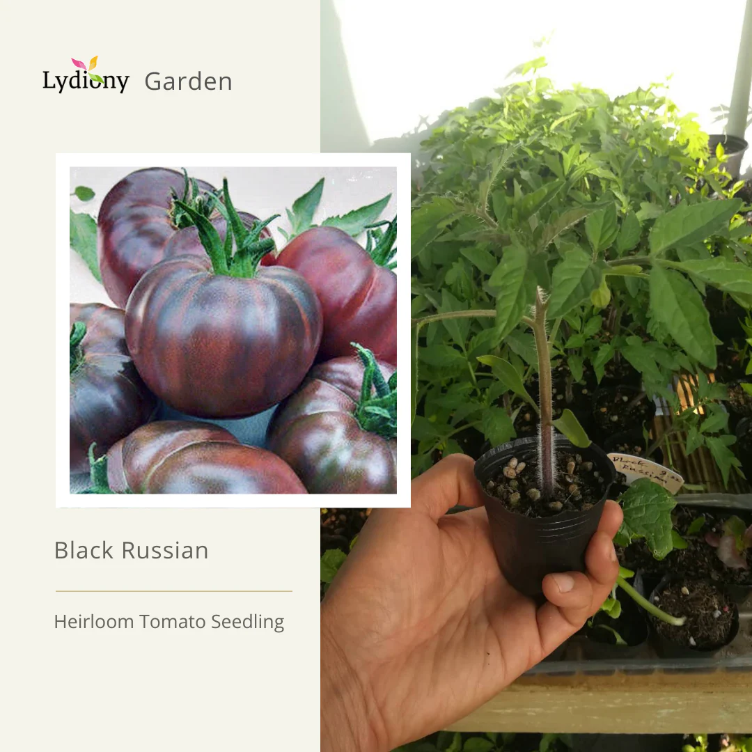 Black Russian - Heirloom Tomato Seedling