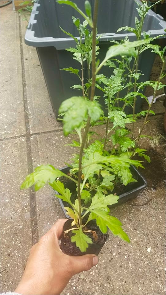 Baltica - Salmon - Chrysanthemum Seedling Image