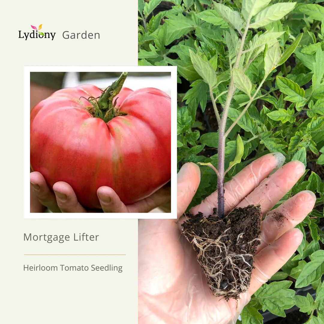 Mortgage Lifter - Heirloom Tomato Seeding
