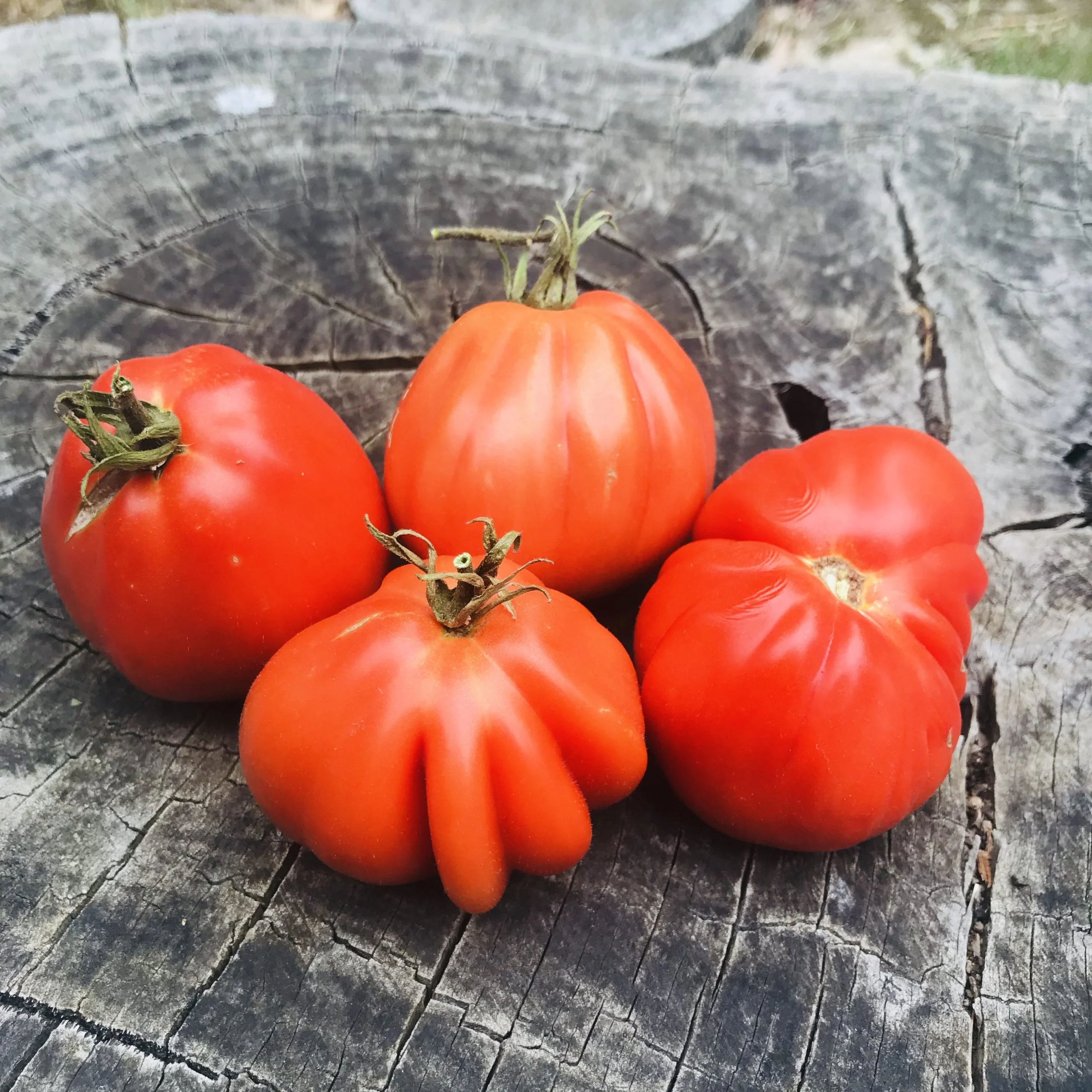 Granny Throwing - Heirloom Tomato Seeding Image