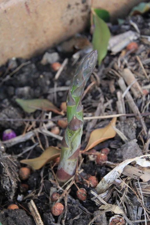 Mary Washington Asparagus Seedlings Image