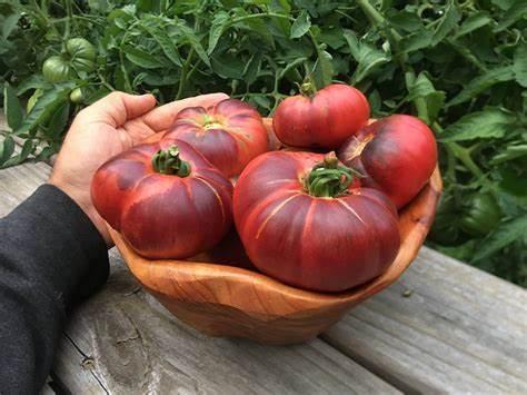 Blue Beauty - Heirloom Tomato Seeding Image