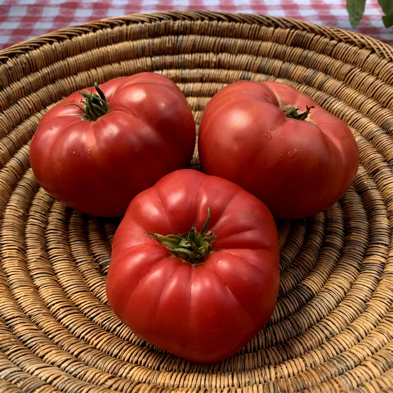 Blue Ridge Mountain - Heirloom Tomato Seeding Image