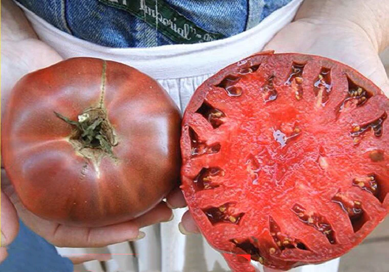 Black Russian - Heirloom Tomato Seedling Image