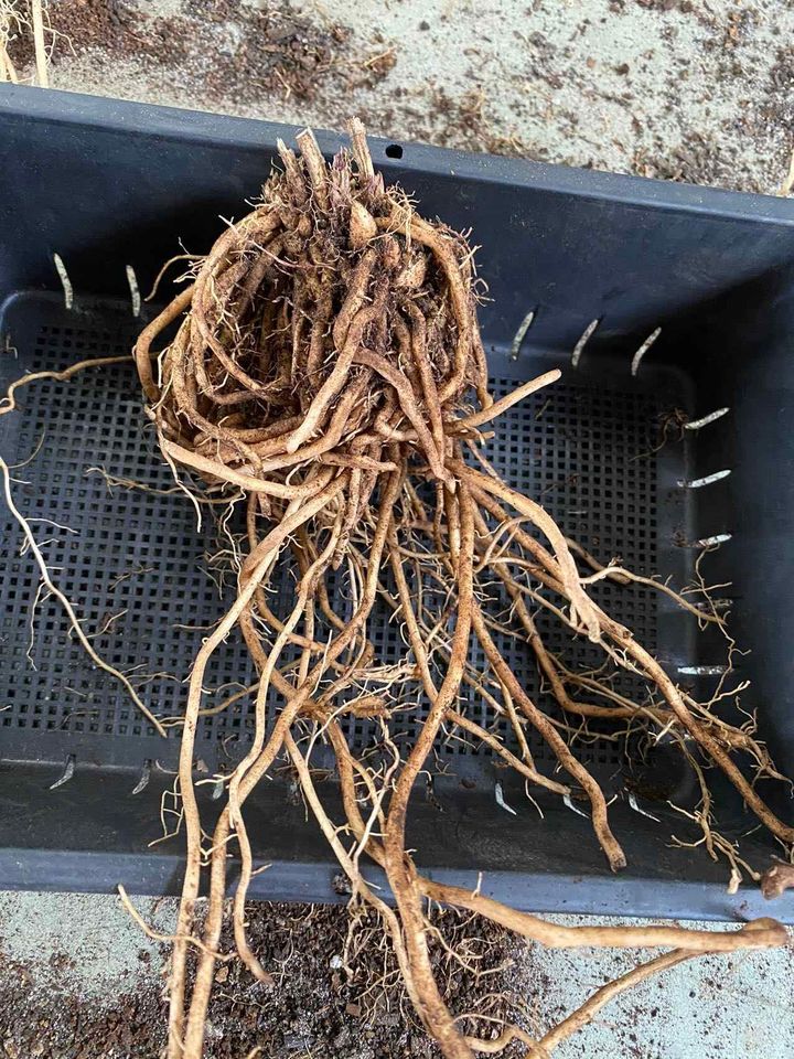 Asparagus Crown - Marry Washington variety