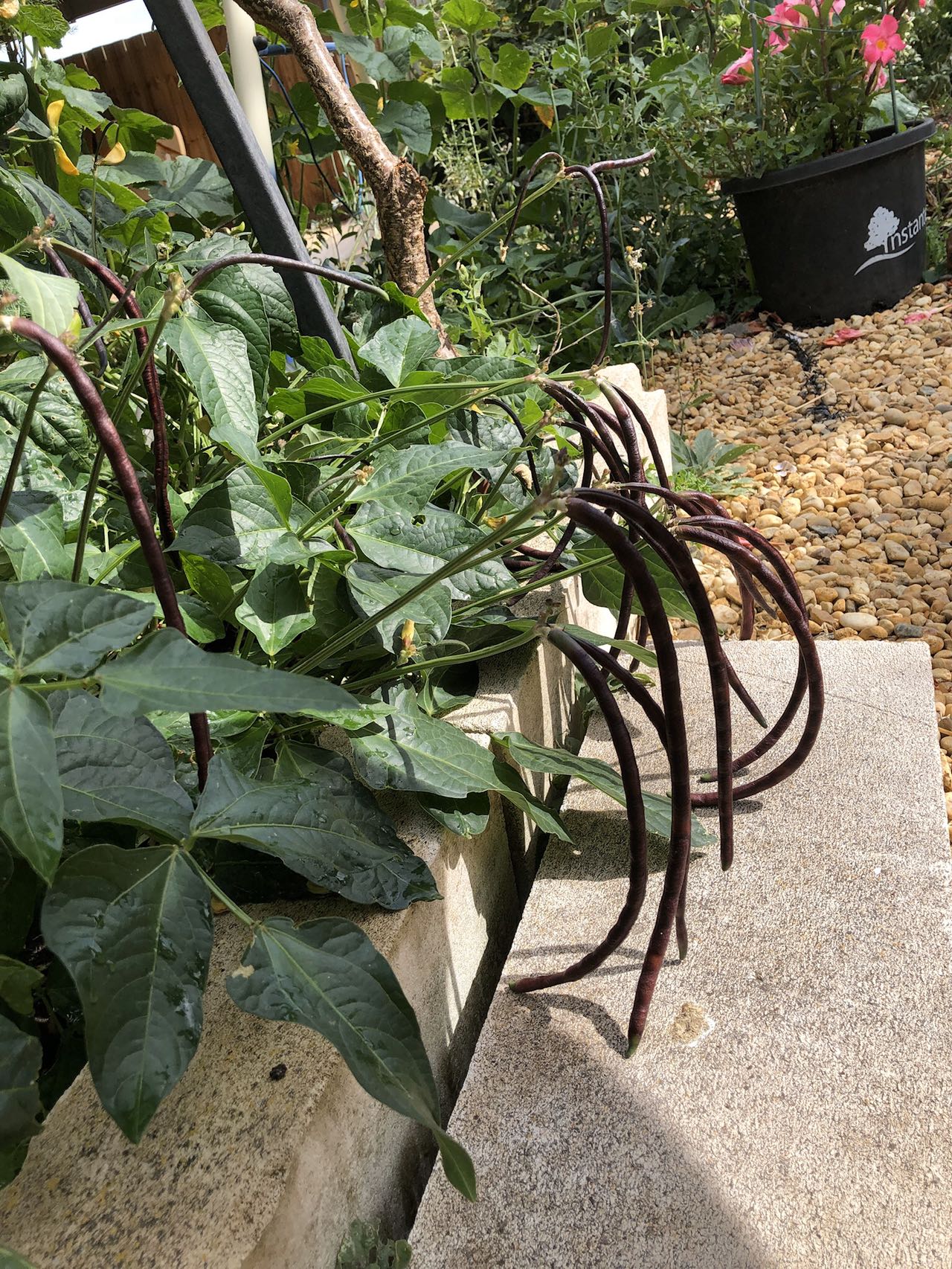 DWARF Snake Bean (Bush) Burgundy - Heirloom Seeds - Long Bean Image