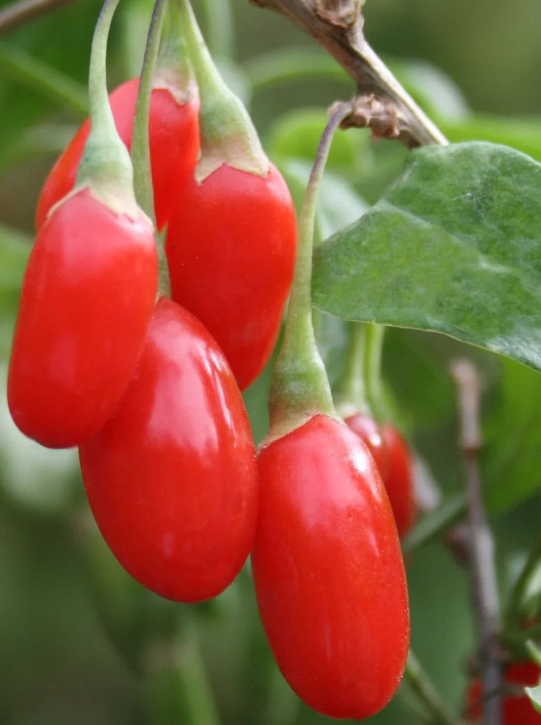 Goji Berry Plant Image
