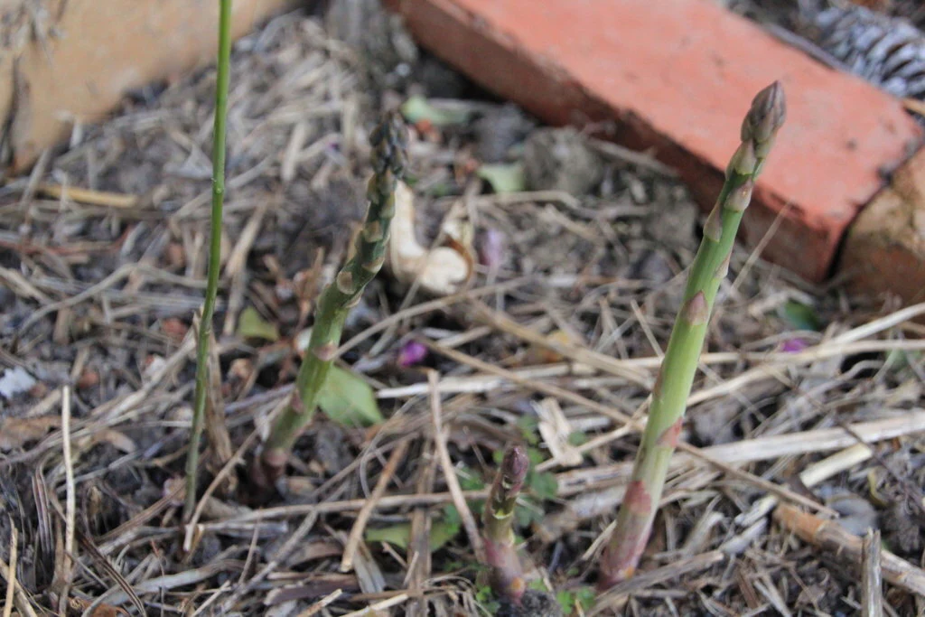 Mary Washington Asparagus Seedlings Image