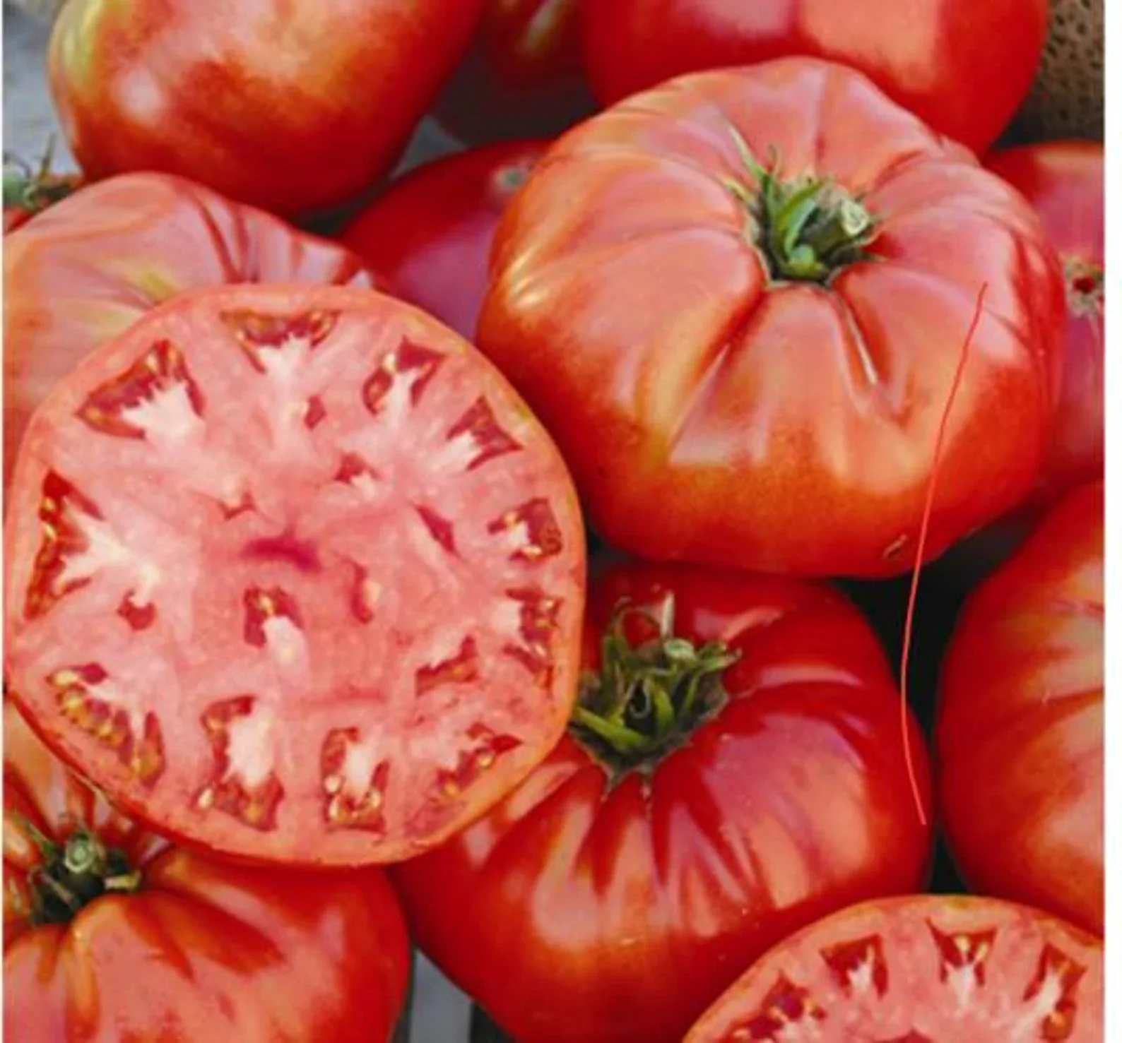 Mortgage Lifter - Heirloom Tomato Seeding Image