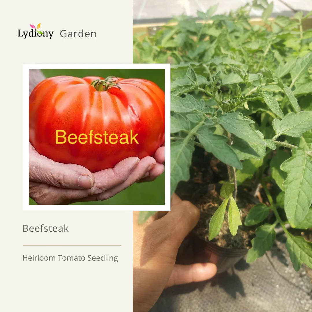 Beefsteak - Heirloom Tomato Seeding