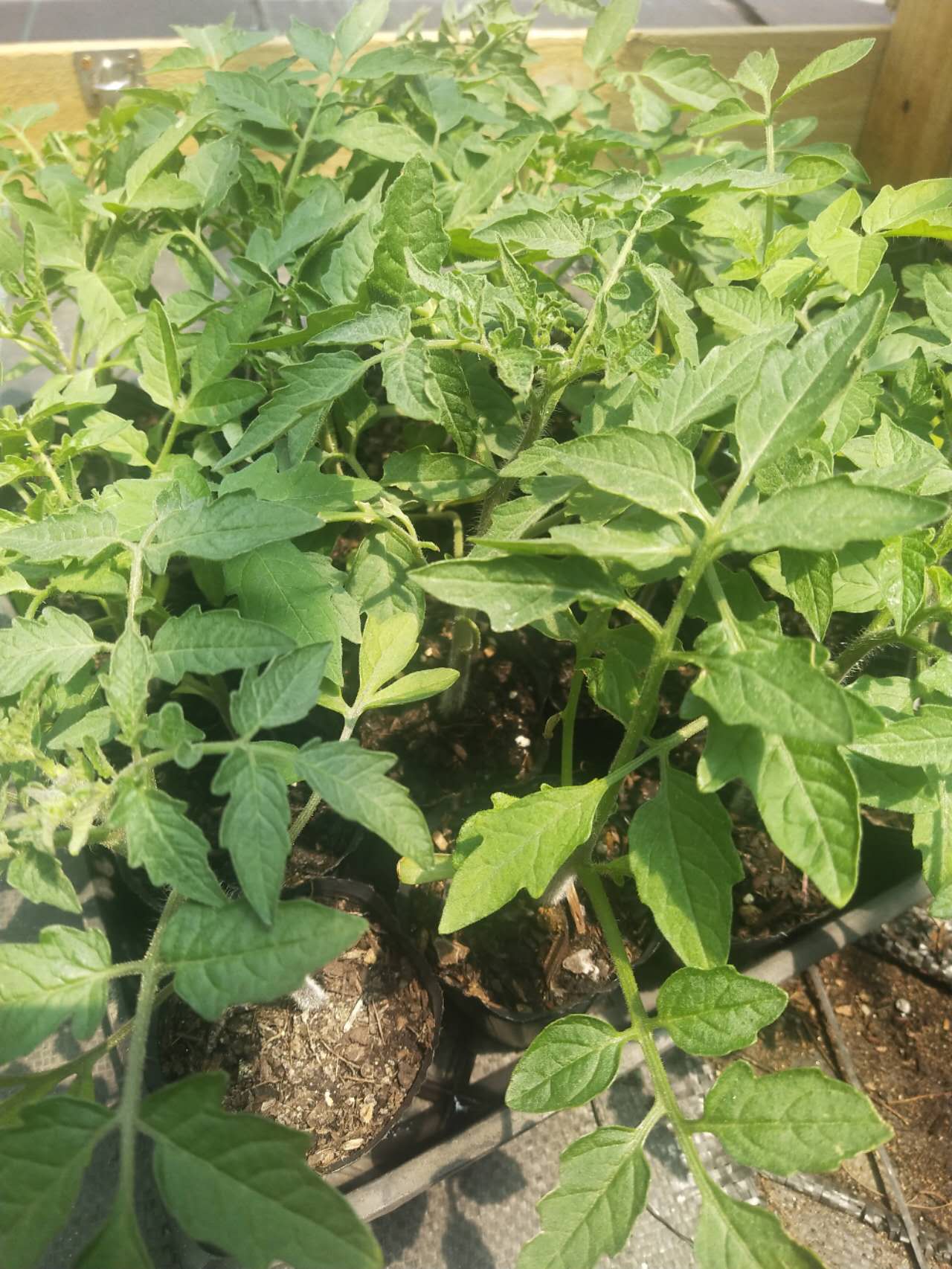 Beefsteak - Heirloom Tomato Seeding Image
