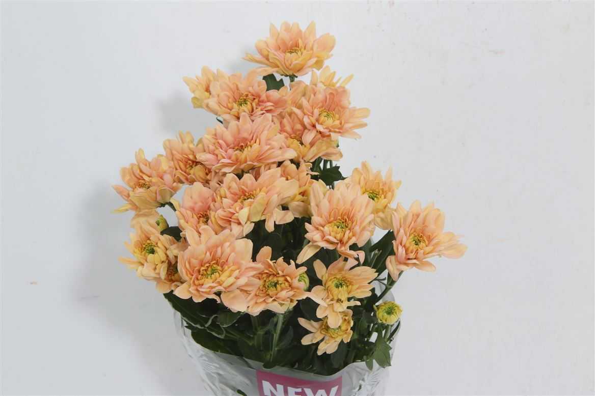 Baltica - Salmon - Chrysanthemum Seedling