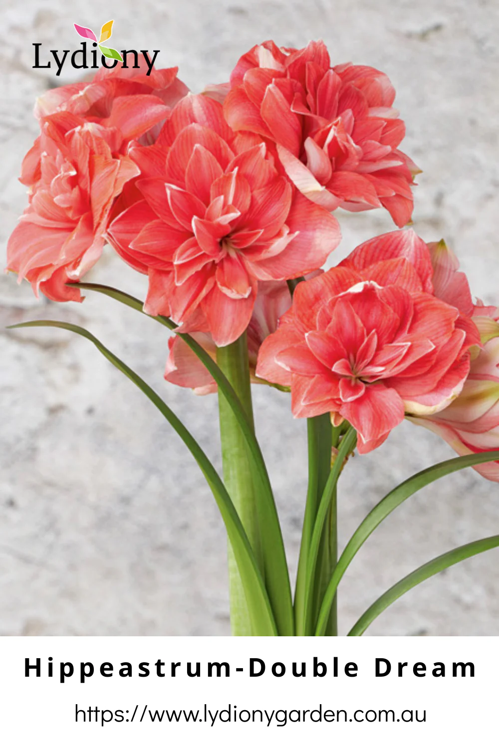 Mixed - Hippeastrum - Amaryllis Bulb Image