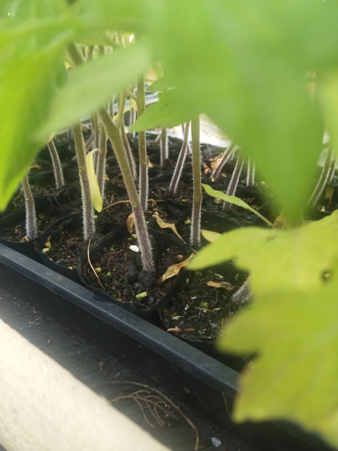 Granny Throwing - Heirloom Tomato Seeding Image