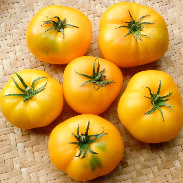 Azoychka - Heirloom Tomato Seeding Image