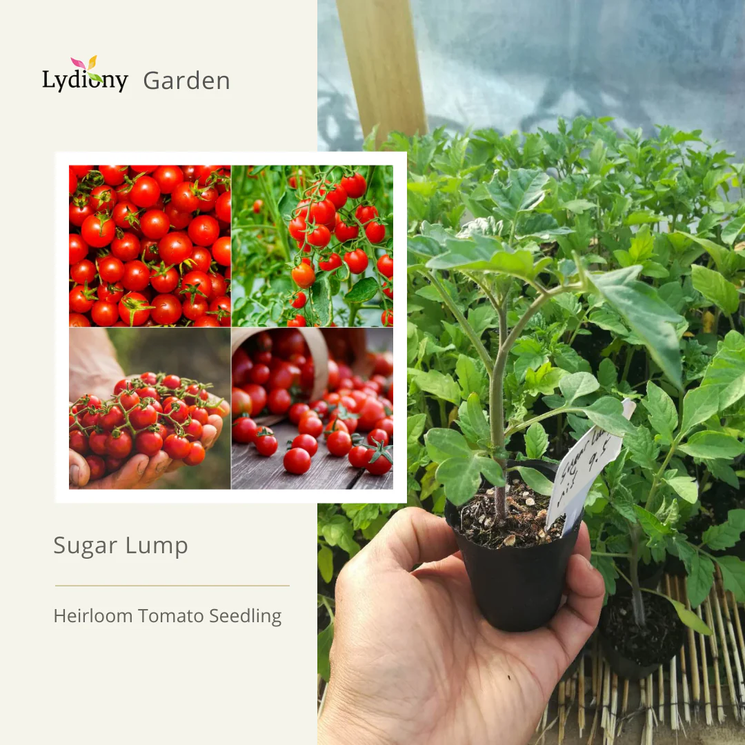 Sugar Lump - Heirloom Tomato Seeding