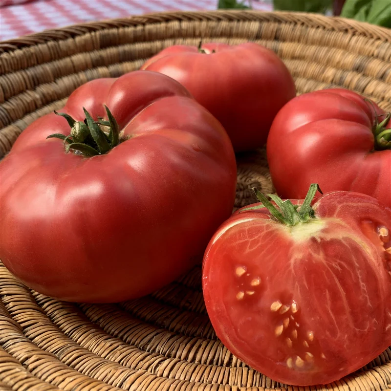 Blue Ridge Mountain - Heirloom Tomato Seeding