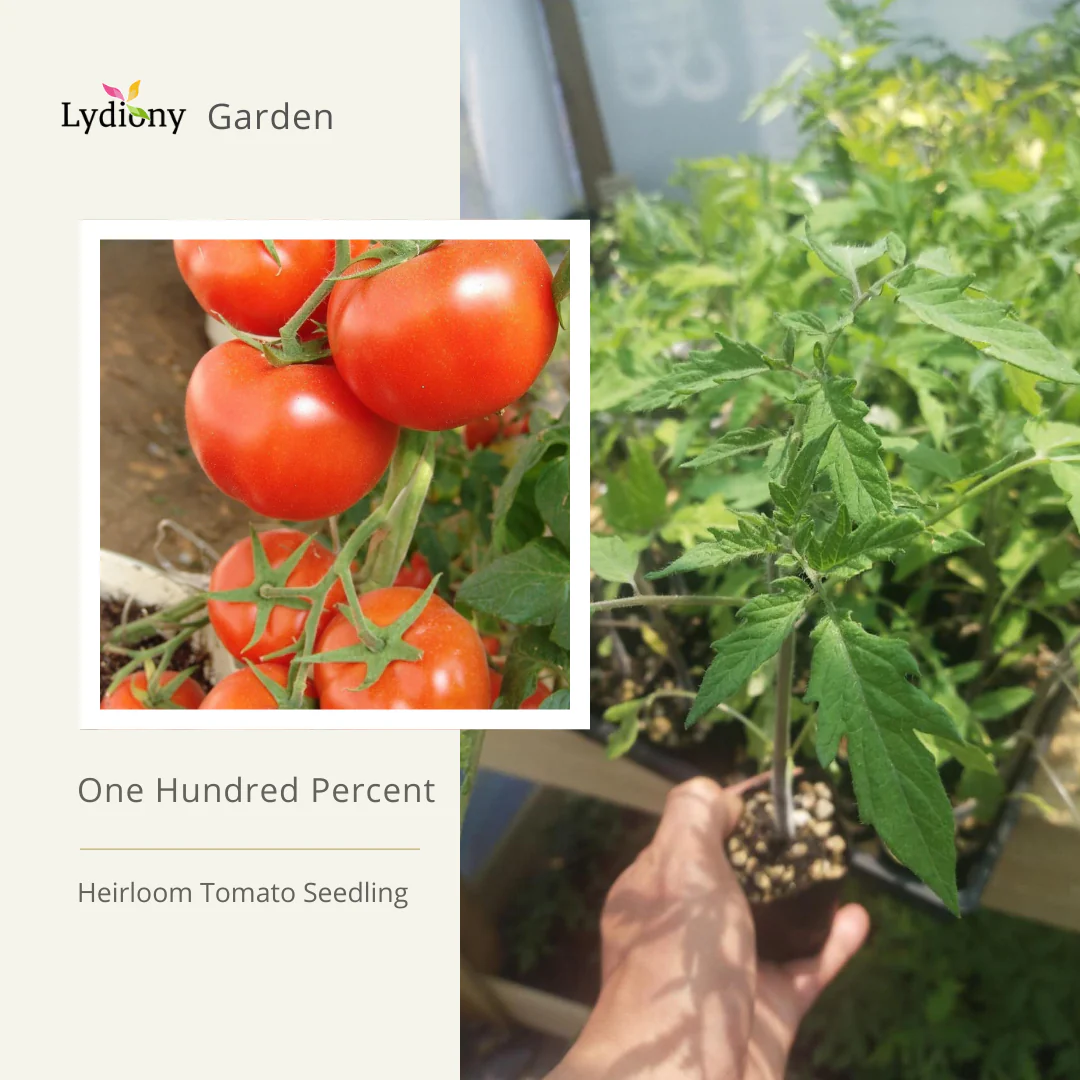 Prosperity - Heirloom Tomato Seeding