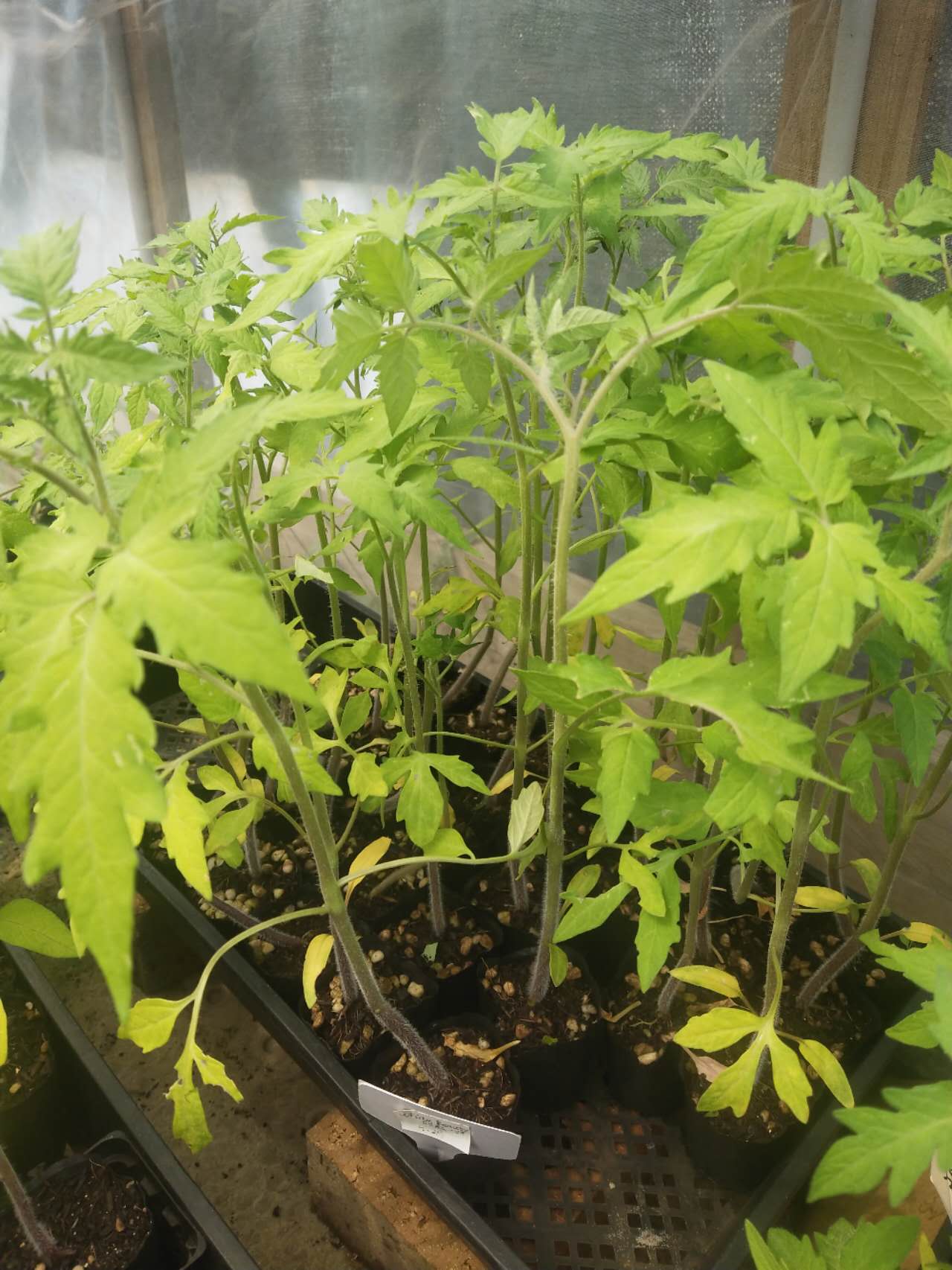 White Beauty - Heirloom Tomato Seeding Image