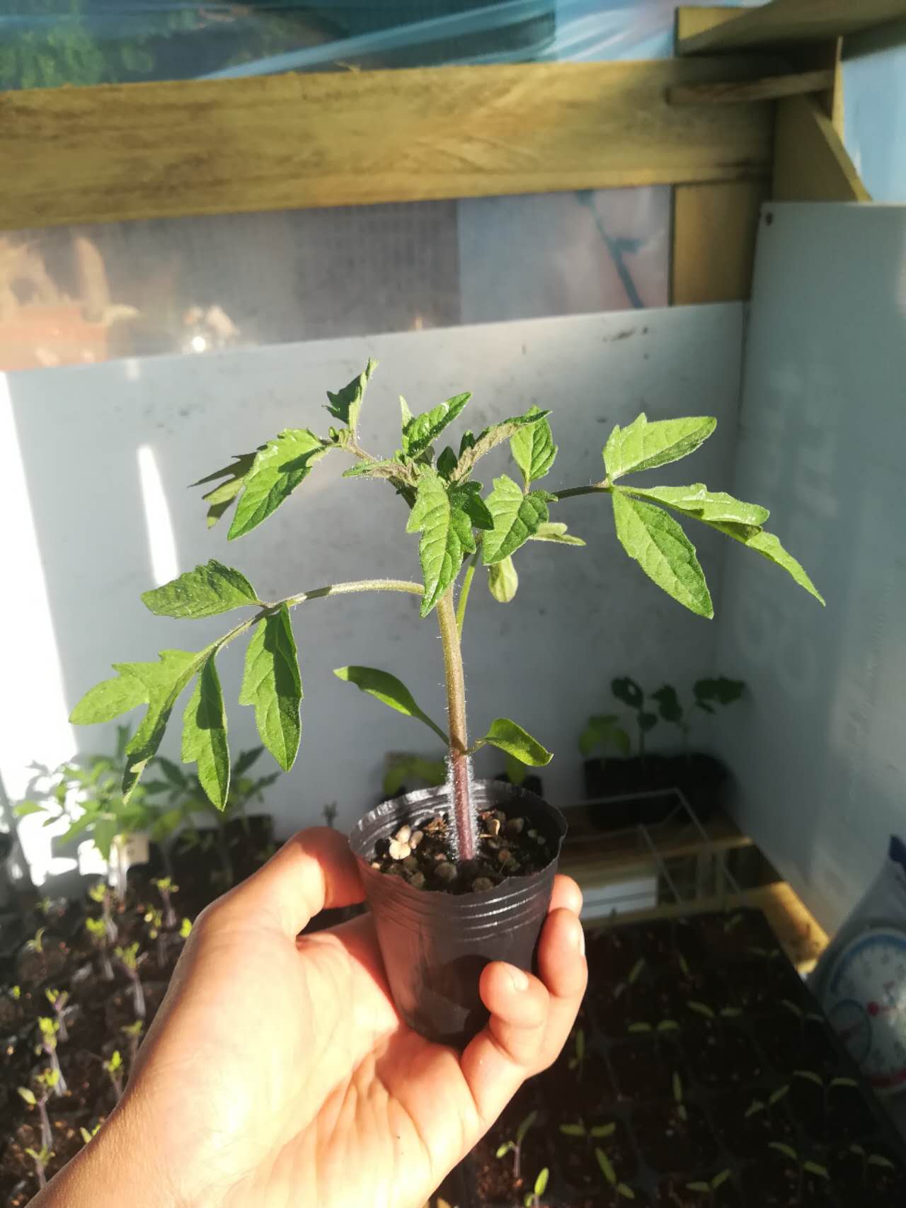 Black Russian - Heirloom Tomato Seedling Image