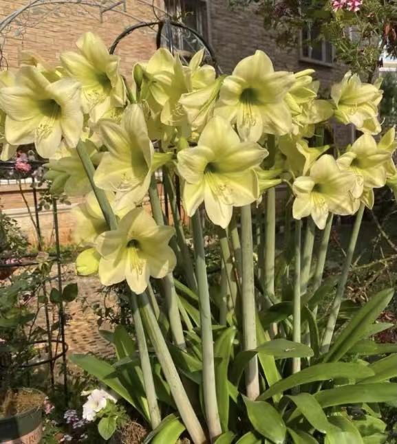 Lemon Sorbet - Hadeco Hippeastrum - Amaryllis Bulb