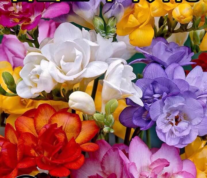 Freesia Bulbs - mixed color - 10 Bulbs Image