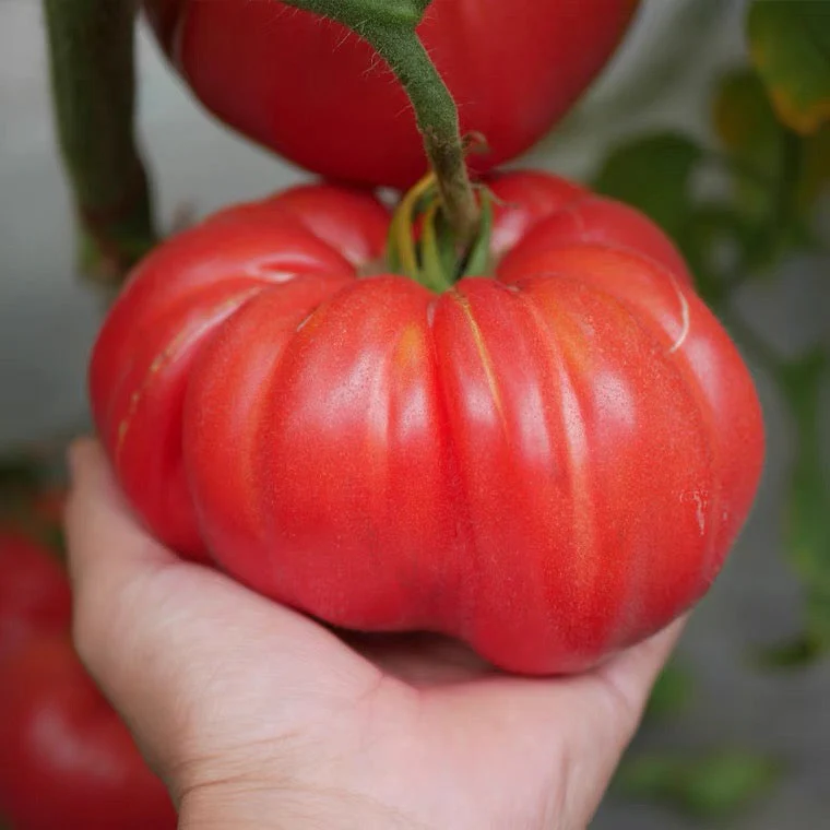Tomato - Beefsteak Seeds Image
