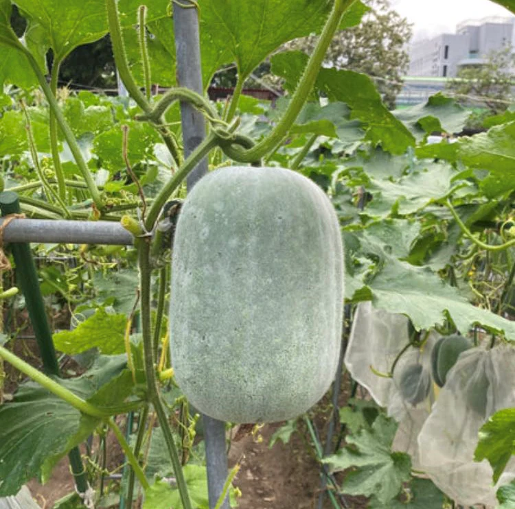 Ash/Wax gourd (winter melon) seeds Image