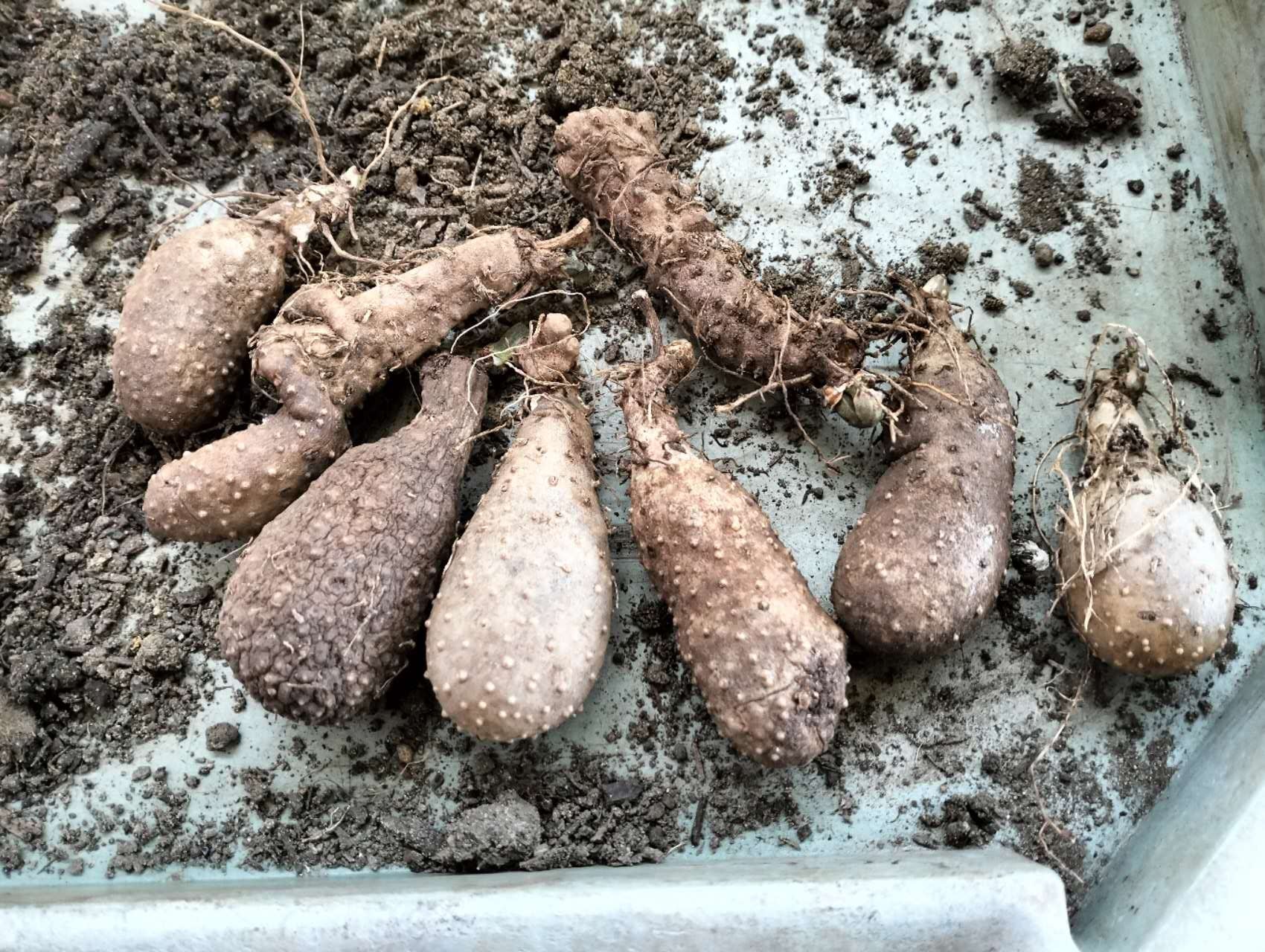 Yam tubers for planting Image
