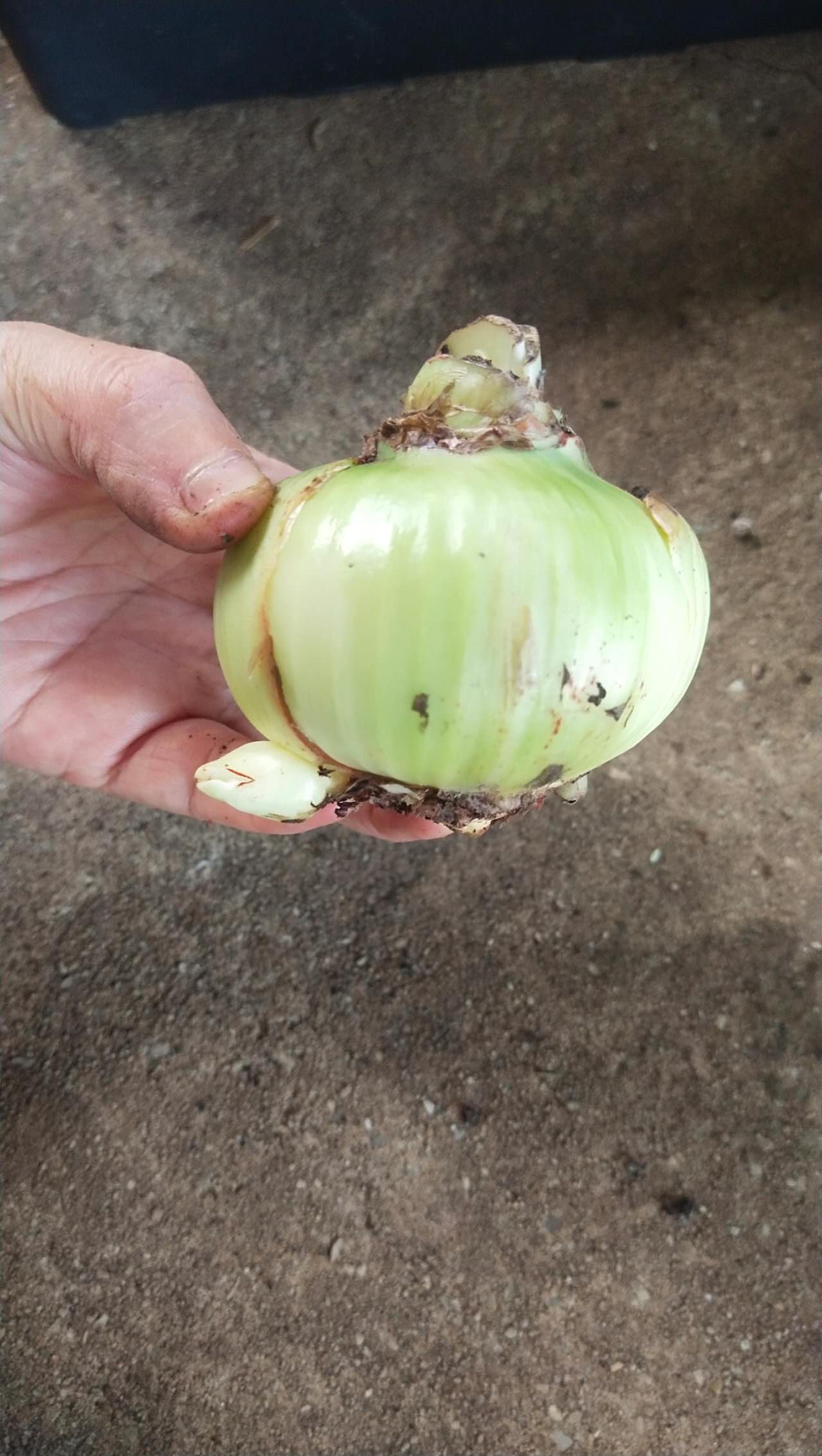 Lemon Sorbet - Hadeco Hippeastrum - Amaryllis Bulb Image